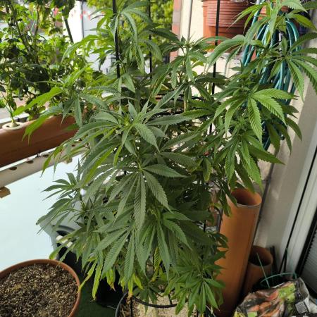 Außen 3 Pflanzen über Monate