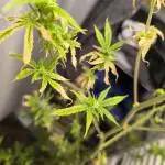 Außen 3 Pflanzen über Monate