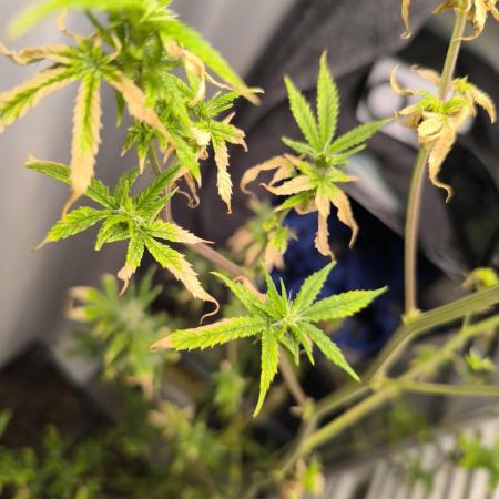 Außen 3 Pflanzen über Monate