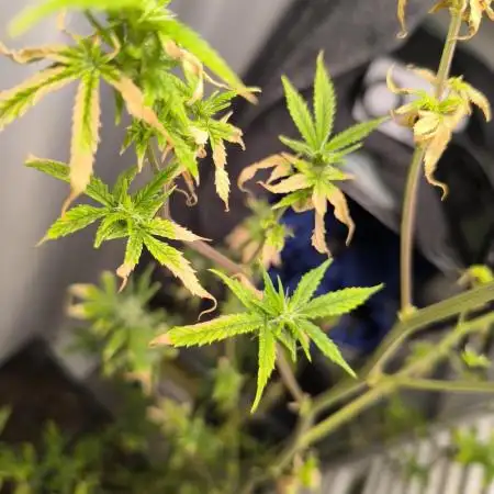 Außen 3 Pflanzen über Monate