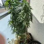 Außen 3 Pflanzen über Monate