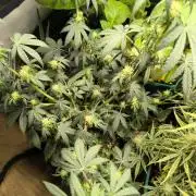 MilkyWay F1 Samen Ableger 2.te  Versuch