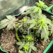 MilkyWay F1 Samen Ableger 2.te  Versuch