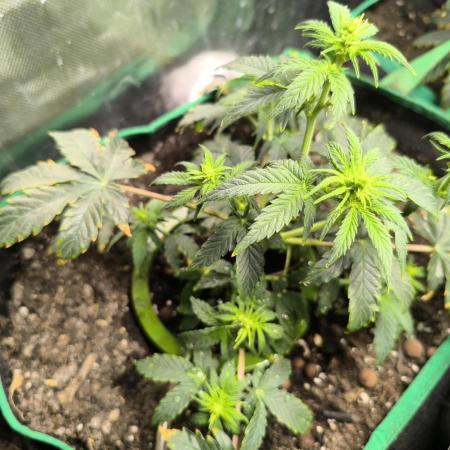 MilkyWay F1 Samen Ableger 2.te  Versuch