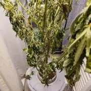 Outdoor Skyblood  in DWC