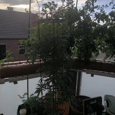 Außen 3 Pflanzen über Monate