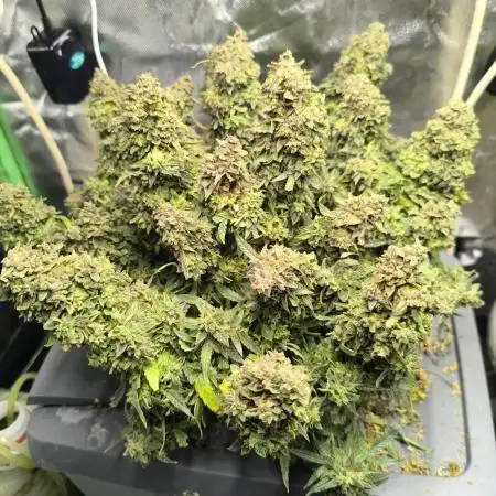 3Autos