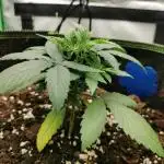 OG Kush - DNA Genetics (Old bag seed)