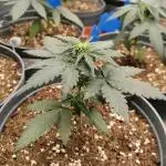 Blueberry Automatic - hanf im glück