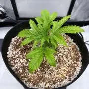 First Photos - Seedsman Cherry Punch F1