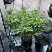 Seedsman Cherry Punch F1