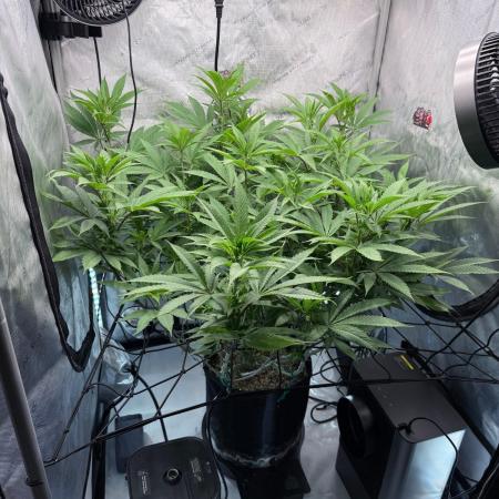 Seedsman Cherry Punch F1