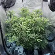 Seedsman Cherry Punch F1