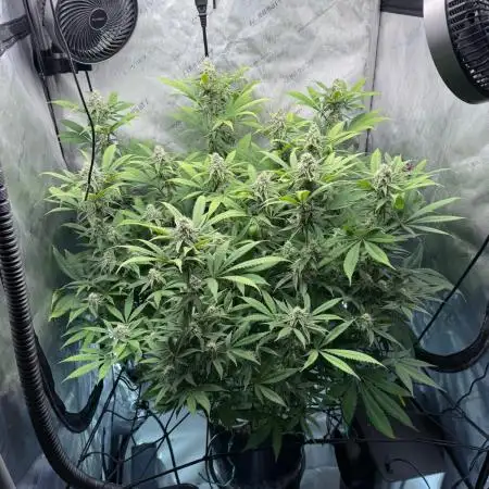 Seedsman Cherry Punch F1