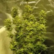 Lindaseeds gorilla glue 4