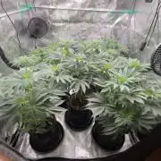 Lemon Cherry Gelato