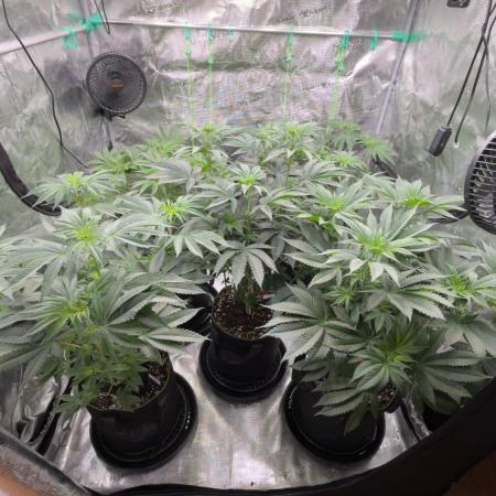 Lemon Cherry Gelato