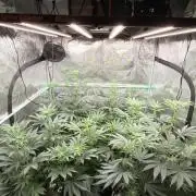 Lemon Cherry Gelato