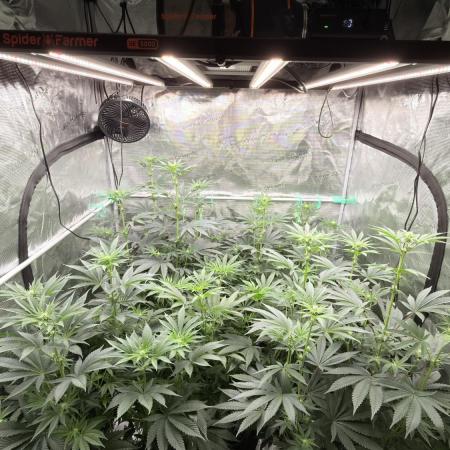 Lemon Cherry Gelato