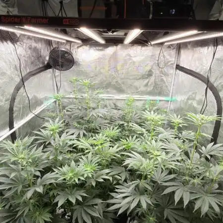 Lemon Cherry Gelato