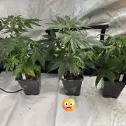 ACE Seeds Pheno Hunt: Killer A5 & Congo