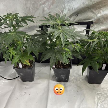 ACE Seeds Pheno Hunt: Killer A5 & Congo