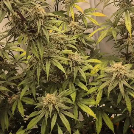 Lemon haze x pink candy