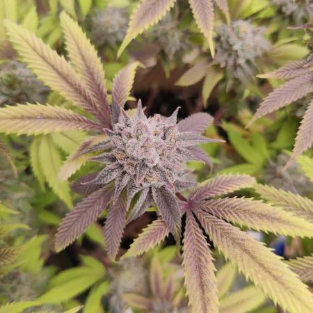 3x3 Birthday Bash - From Elev8 - Organic run