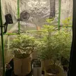 3x3 Birthday Bash - From Elev8 - Organic run