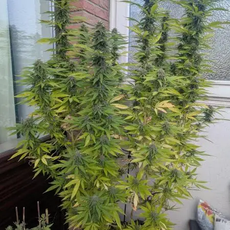 Passion #1 (DP) | Balcony Grow