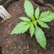 MAC Auto by Dutch Passion