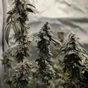 Polar Gelato