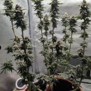 Pink Gelato