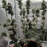 Pink Gelato