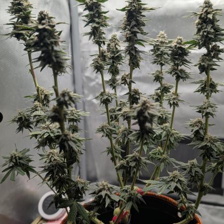 Pink Gelato