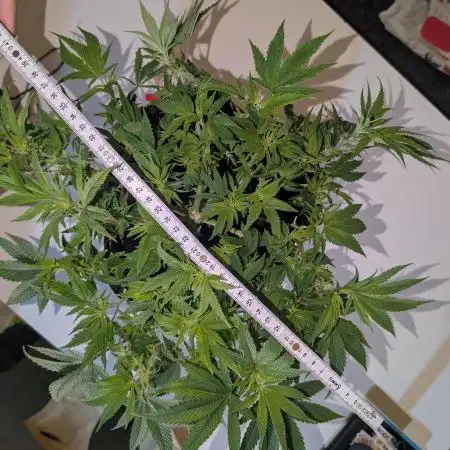 Rainbow Sherbet #11