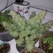 Kampf der Giganten!!