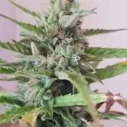 Ganja Farmer Outdoor die 1.