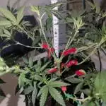 RAINBOW FLAKEZ
