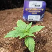 Eternity CUP 2026 / Sticky Broccoli