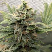 Rainbow Sherbet #11