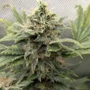 Rainbow Sherbet #11