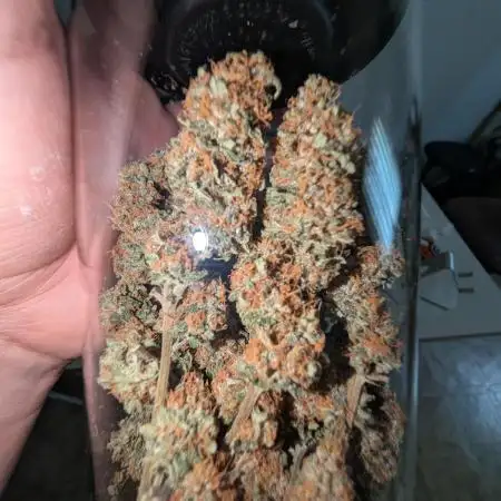 Pink Gelato