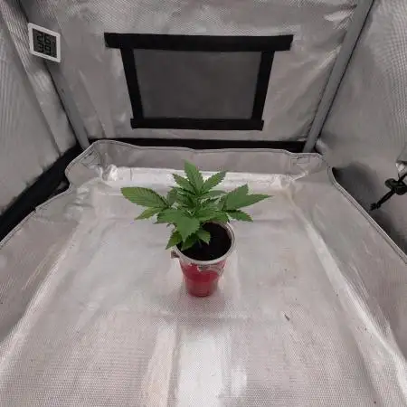 ZOOMIEZ / Anesia Seeds