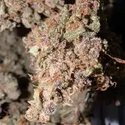 RED GORILLA 🦍 Girl XL Auto