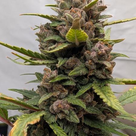 RED GORILLA 🦍 Girl XL Auto