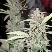 RED GORILLA 🦍 Girl XL Auto
