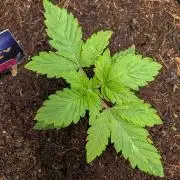 Eternity CUP 2026 / Sticky Broccoli