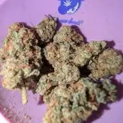 Gigabrain Auto / Anesia Seeds