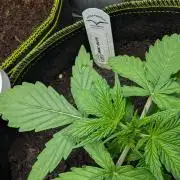 MAC Auto by Dutch Passion